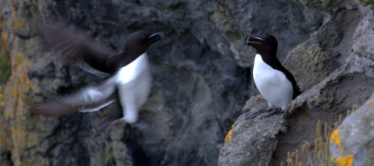A razorbill coming back to its nest on an Irish cliff