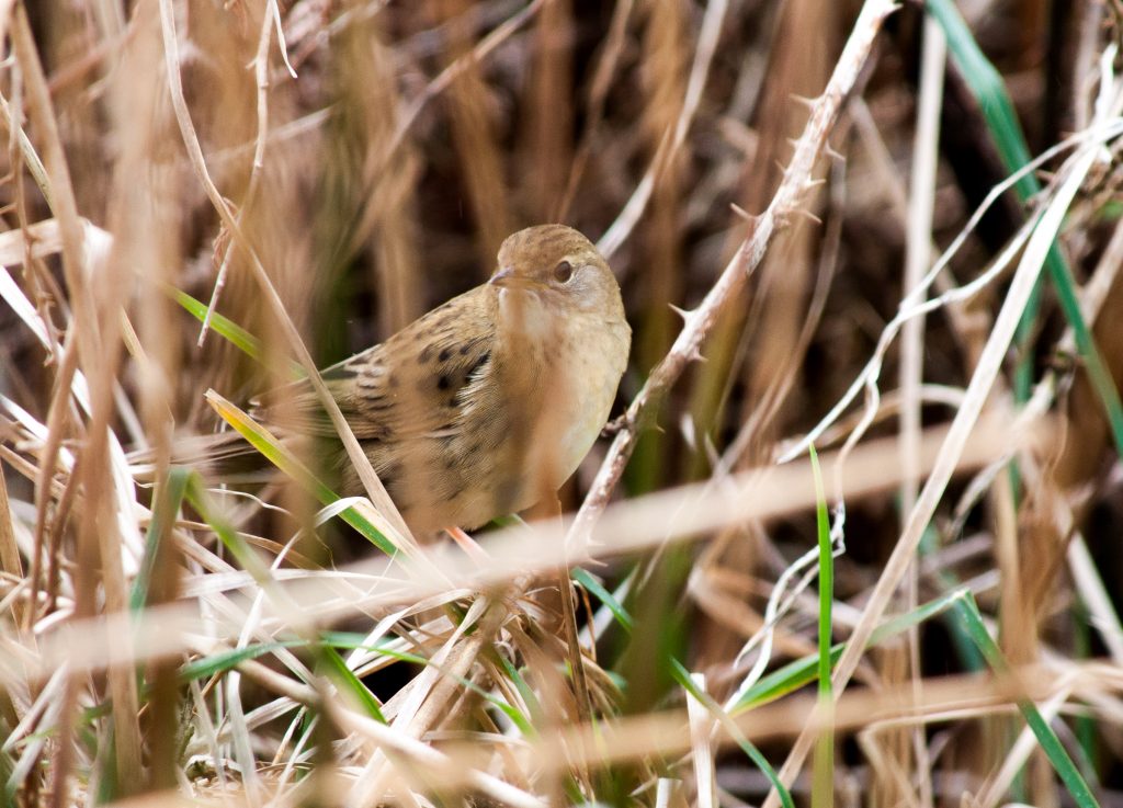 Grasshopper Warbler