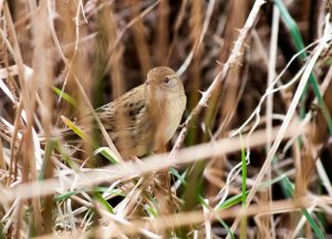 Grasshopper Warbler