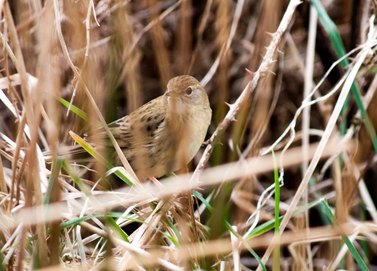 Grasshopper Warbler