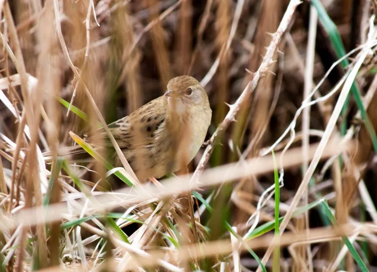 Grasshopper Warbler