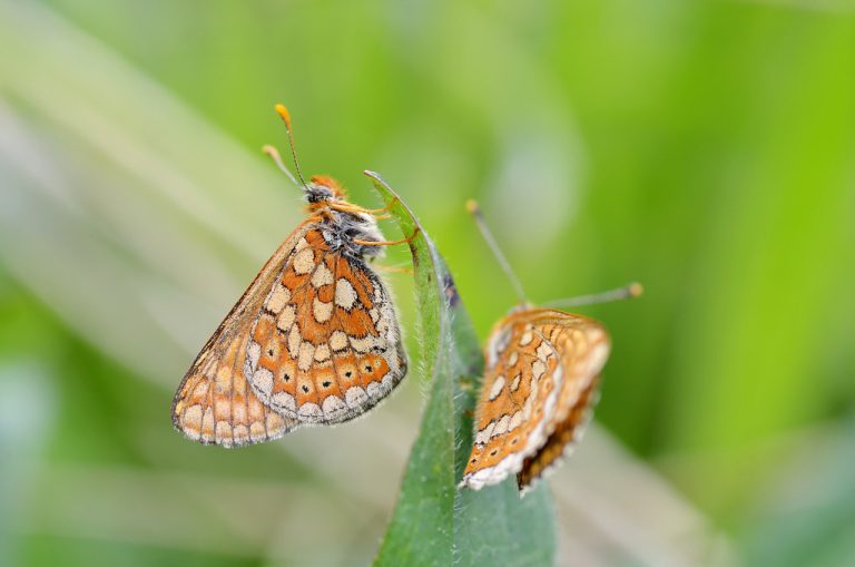Marsh Fritillary