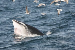 Minke whale feeding