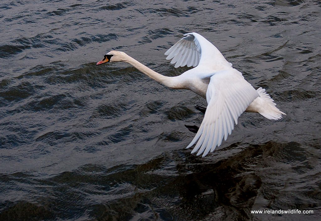 32 Mute Swans found dead in Donegal