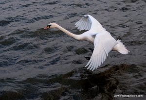 32 Mute Swans found dead in Donegal