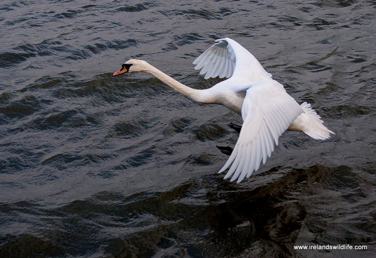 32 Mute Swans found dead in Donegal