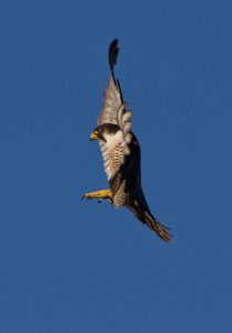 Peregrine Falcon by Neil O'Reilly via Flickr