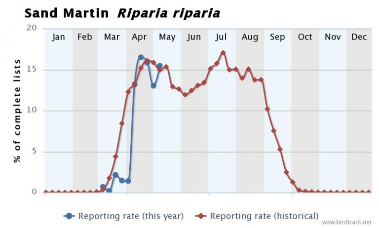 Sand Martin Arrival 2013