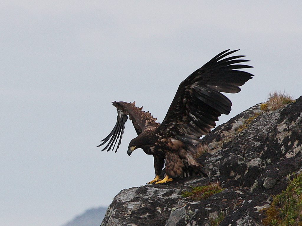 Young white-tailed eagle