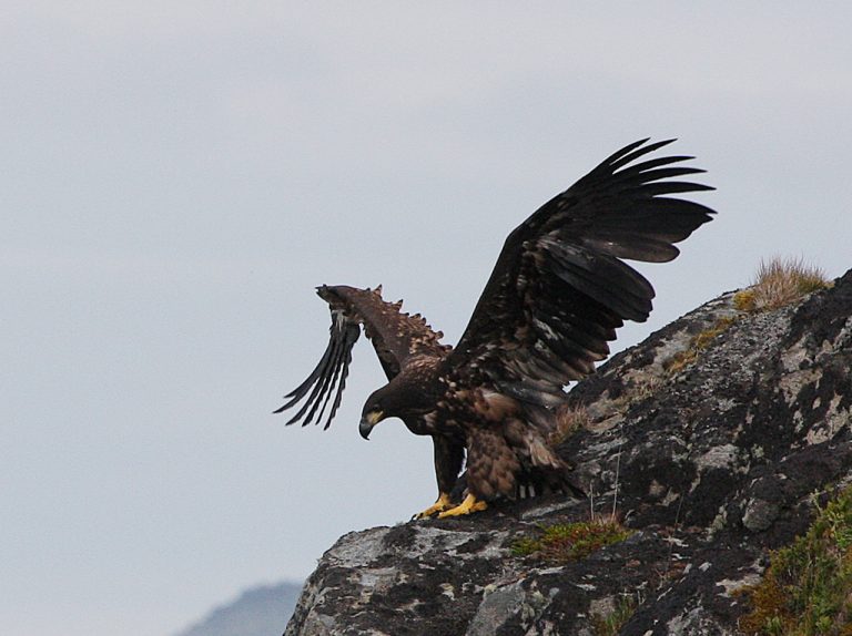 Young white-tailed eagle