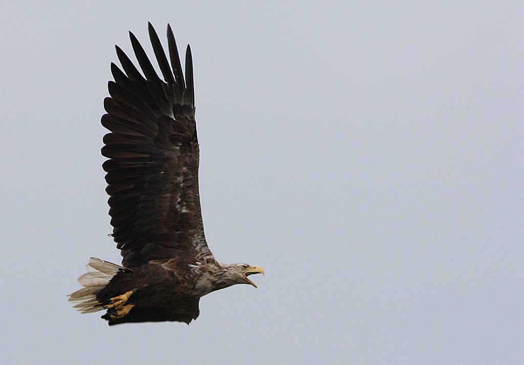 WhiteTailed Eagle