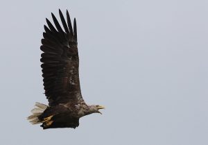 WhiteTailed Eagle