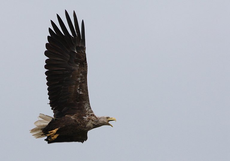 WhiteTailed Eagle