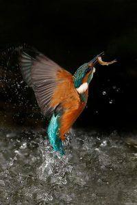 Kingfisher, Secret Life of the Shannon
