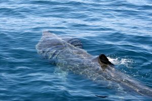 Basking shark off the Irish coast