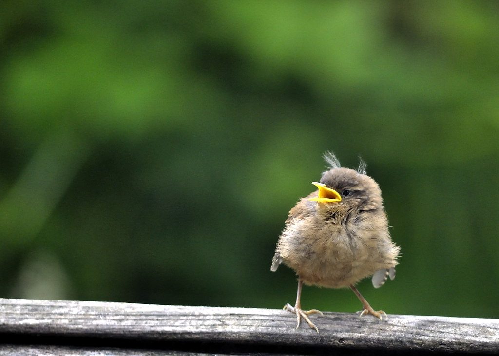 Young Wren recently fledged