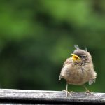 Young Wren recently fledged