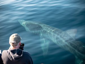 Basking Sharks Ireland's Wildlife Tours