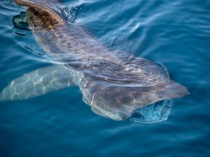 A basking shark off the West Cork Coast