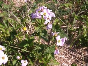 The Cuckoo Flower on the Calendar Road