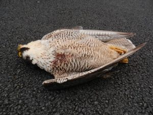 Female peregrine found dead in Tipperary