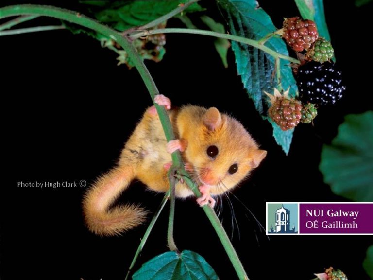 Hazel Dormouse Ireland
