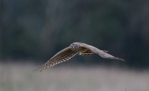 Female Hen Harrier