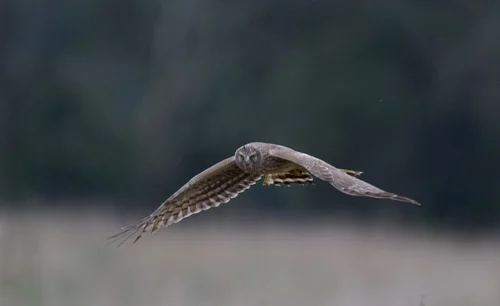 Female Hen Harrier