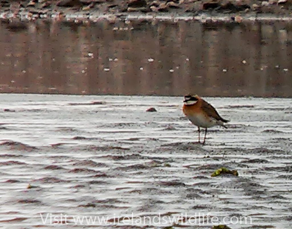 Lesser Sand Plover