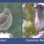 Redstart Identification video from the BTO