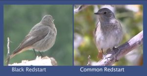 Redstart Identification video from the BTO