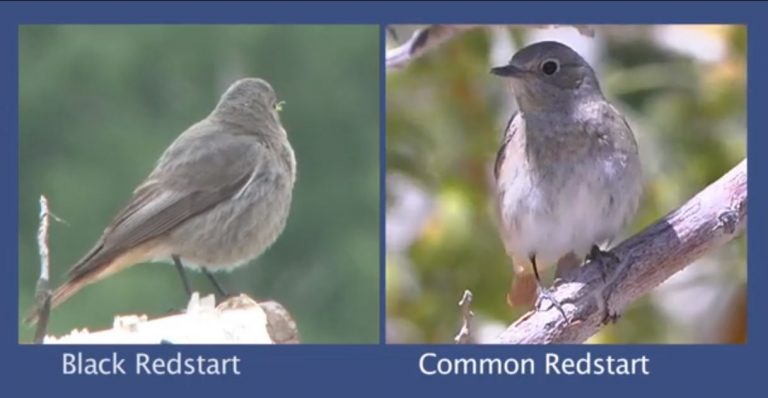 Redstart Identification video from the BTO