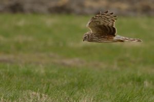 hen harrier