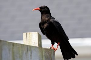 Chough, Rosscarbery