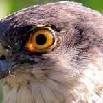 Sparrowhawk portrait Ireland's Wildlife