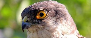 Sparrowhawk portrait Ireland's Wildlife