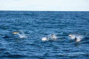 Common dolphins off the West Cork coast