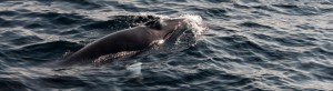 Minke Whale West Cork