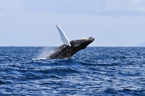 New Irish Humpback Whale