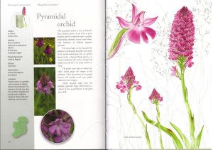 Species account of the Pyramydal Orchid
