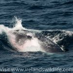 Lunge feeding minke whale