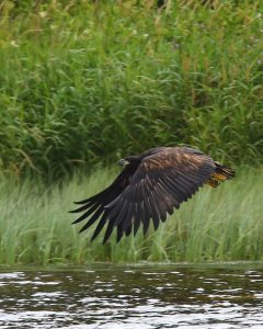 White tailed eagle fledgling at Mountshannon, Co. Clare