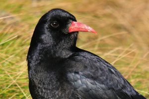 Chough by Andrew Malcolm