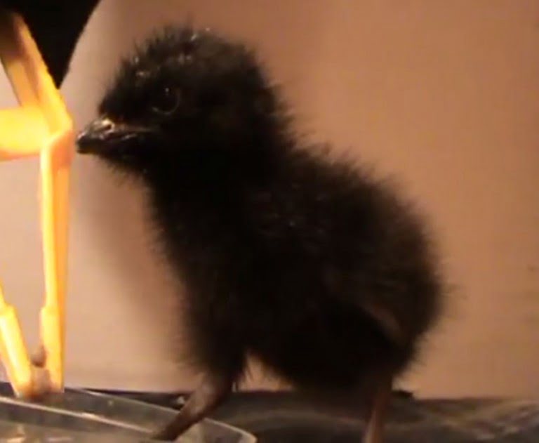 Corncrake chick