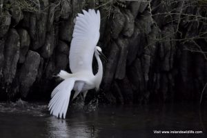 Little Egret, Rosscarbery, West Cork