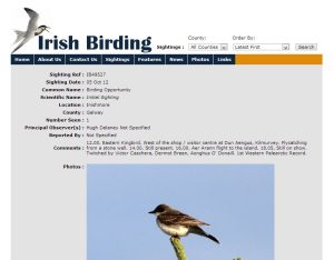 Irish Birding Eastern Kingbird