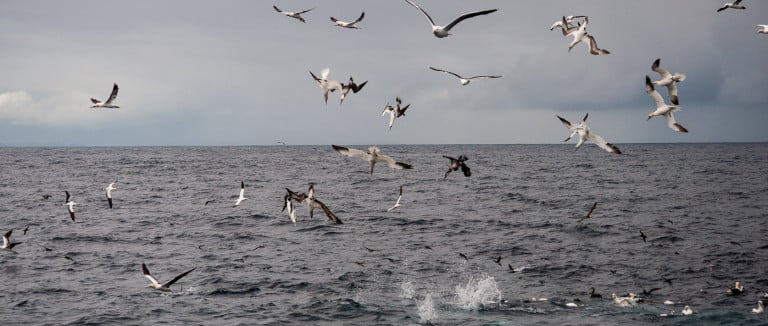 Bird Watching in Ireland -- seabirds