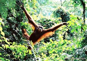 Orang-utan conservation