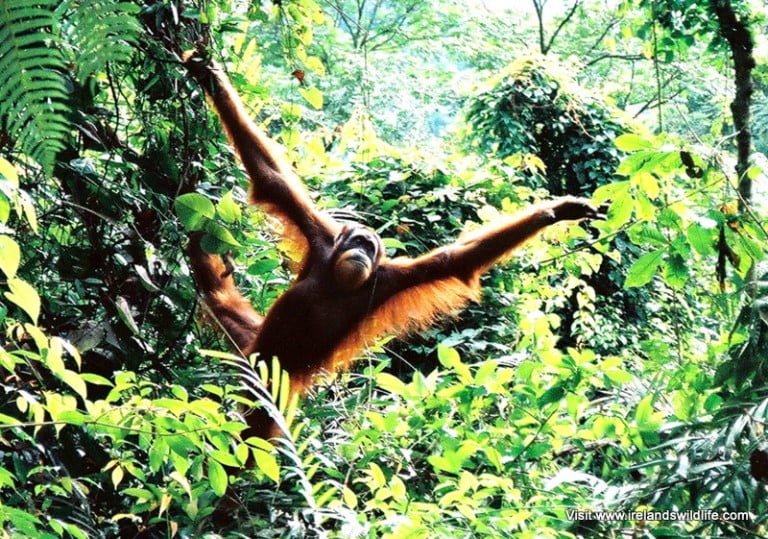 Orang-utan conservation
