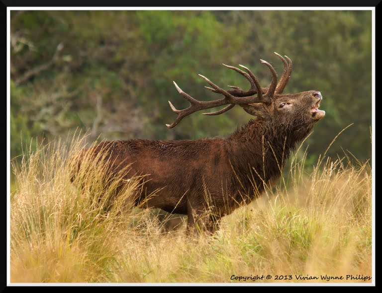 Red Deer Stag Vivian Wynne Philips